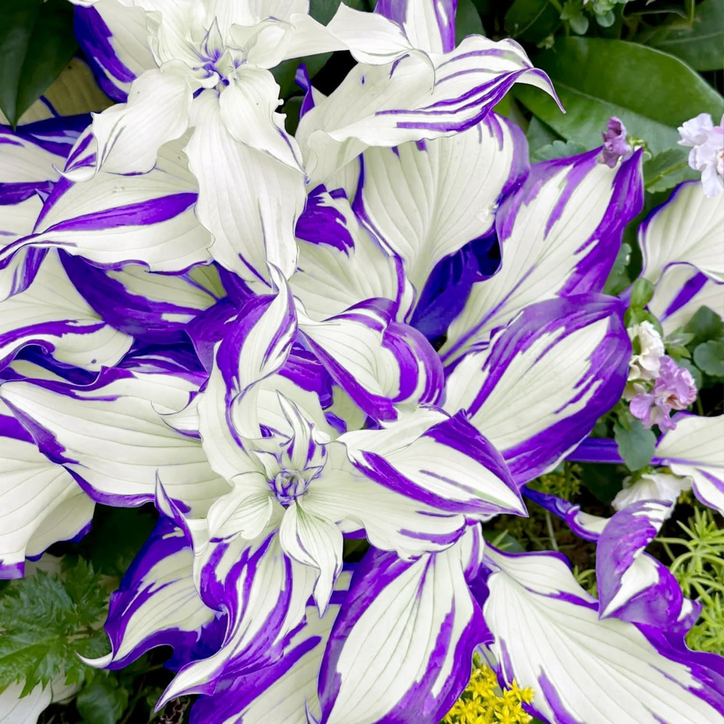 Transform Your Garden with 200 Blue Hosta Seeds - Rare Perennial Flowers for Easy Care and Stunning Shade