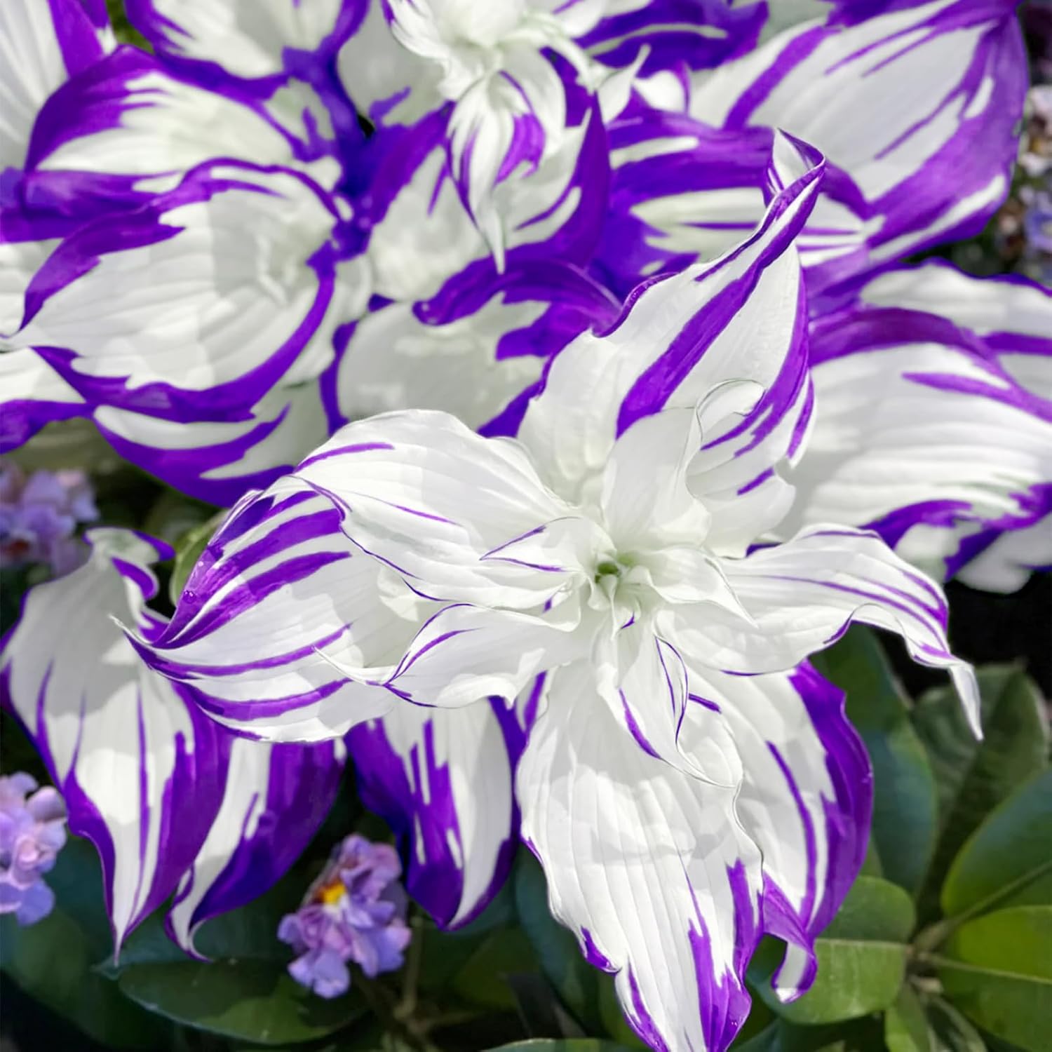 Transform Your Garden with 200 Blue Hosta Seeds - Rare Perennial Flowers for Easy Care and Stunning Shade