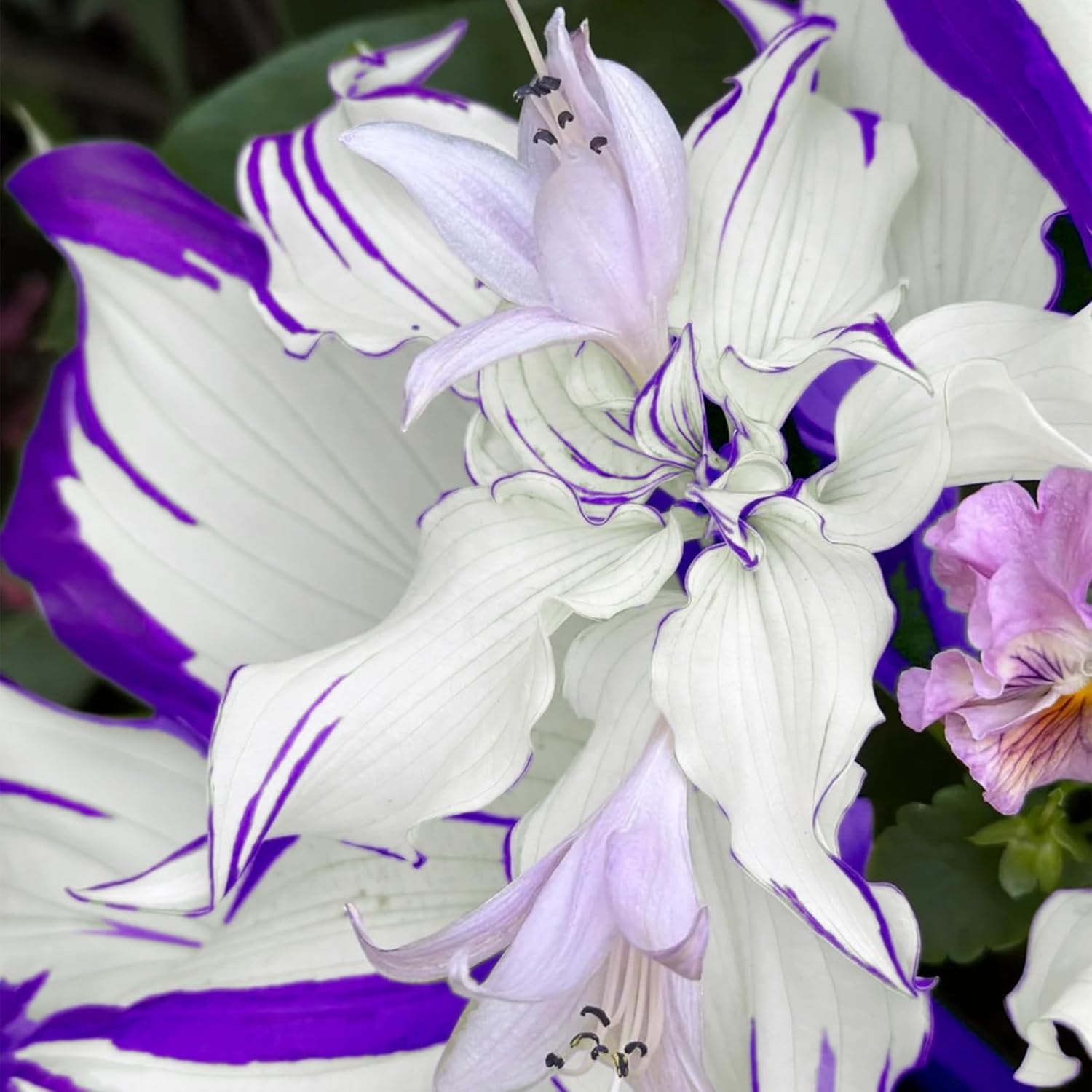 Transform Your Garden with 200 Blue Hosta Seeds - Rare Perennial Flowers for Easy Care and Stunning Shade
