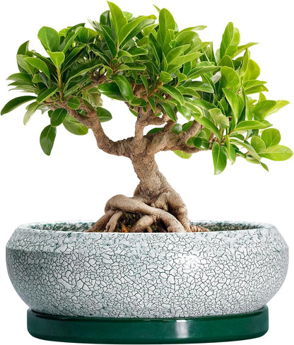 Elegant 8-Inch Retro Green Ceramic Bonsai Pot for Succulents - Perfect for Indoor and Outdoor Decor, Includes Drainage and Saucer