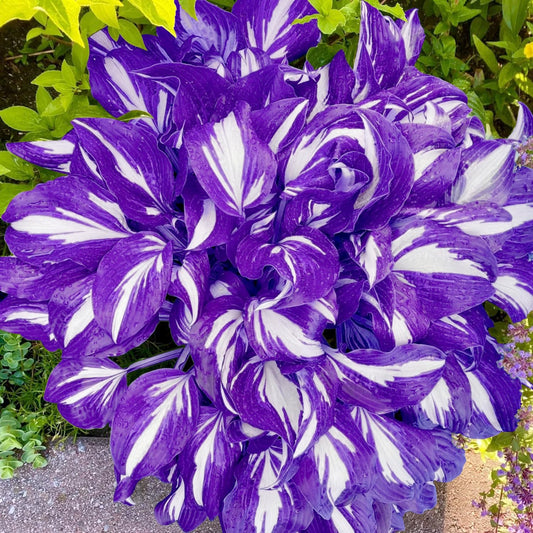 Transform Your Garden with 200 Blue Hosta Seeds - Rare Perennial Flowers for Easy Care and Stunning Shade